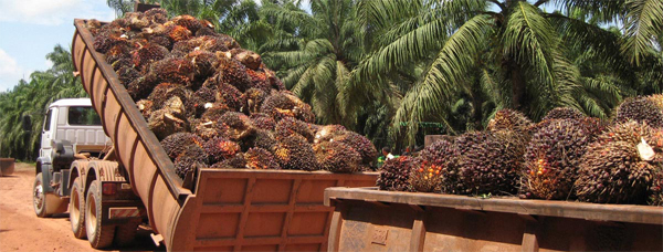 oil-palm-malaysia
