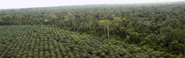 oil-palm-plantation