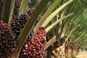 oil palm editorial 201