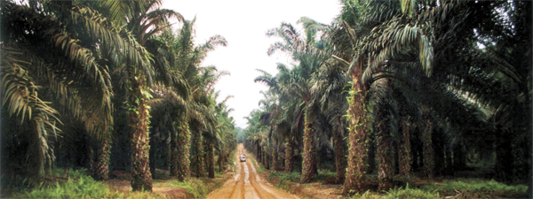 oil-palm-plantation-3