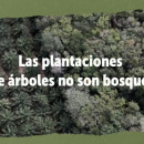21 de Septiembre | Videos: ¡Las plantaciones no son bosques!