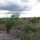 OLAM Palm Gabon pretende usar la definición de bosques para implementar su compromiso de “cero deforestación”