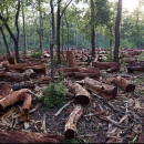 Cómo el lenguaje de dominación estimula la deforestación