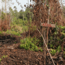 Conduciendo con emisiones de carbono “neutras”: el proyecto de restauración y conservación de Shell en Indonesia