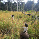 La carretera que amenaza con destruir el bosque “protegido” de Harapan en Sumatra Meridional, Indonesia
