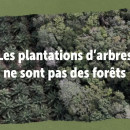 21 Septembre | Vidéos: Les plantations ne sont pas des forêts !!!