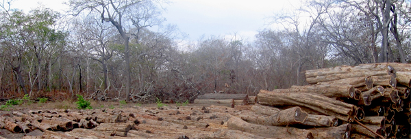Florestas de Moçambique em Extinção | WRM em Português