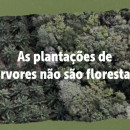 21 de Setembro | Vídeos: As plantações de árvores não são florestas!!!