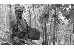 India: Plantations uproot women from their customary forests