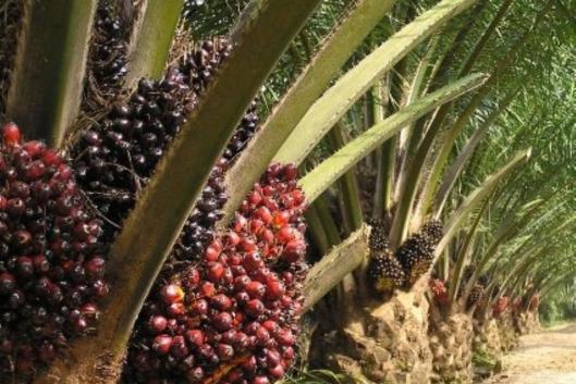 oil palm editorial 201