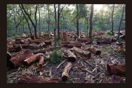 bosques en extinción