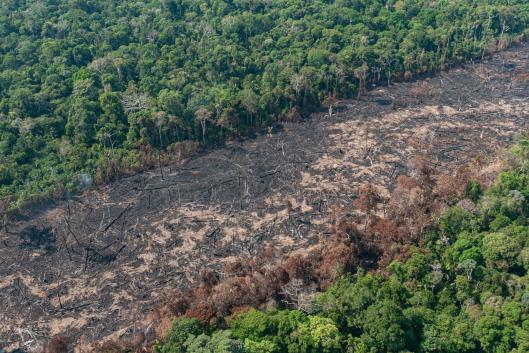 Most Agribusinesses and Banks Involved With 'Forest Risk