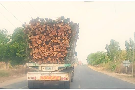 Truck on its way to the port of Beira, Sofala province. Photo: WRM