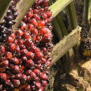 The expansion of industrial oil palm plantations in Africa: A call for greater solidarity and action 
