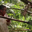 Collection of videos about the impacts of large scale industrial oil palm plantations