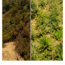 India plans huge palm oil expansion, puts forests at risk