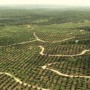Industrial oil palm plantations: A model that violates forest-dependent peoples and their territories