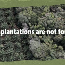 21 September | Videos: Plantations are not forests!!