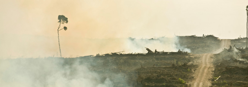 Communities Facing Deforestation, False Solutions and Corporate Interests | Bulletin 245 – September 2019