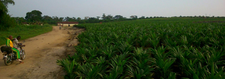 Community struggles against oil palm company Feronia-PHC in the DR Congo