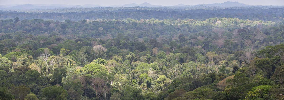 Concepts that Kill Forests | Bulletin 247 – December 2019