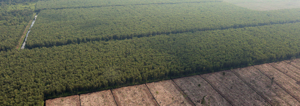 Green Capitalism Expanding on Communities and Territories | Bulletin 251 – July / August 2020
