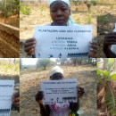 The African Development Bank and the Tree Plantations Industry