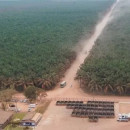 Palm oil plantations are making inroads in the Brazilian Amazon