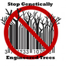 Genetically Engineered Trees: No Solution to Climate Change